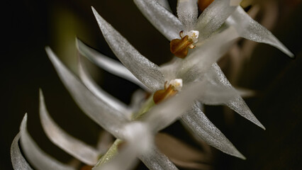 close up of a flower