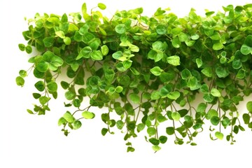 Green dichondra, with glossy leaves, isolated on a white background.