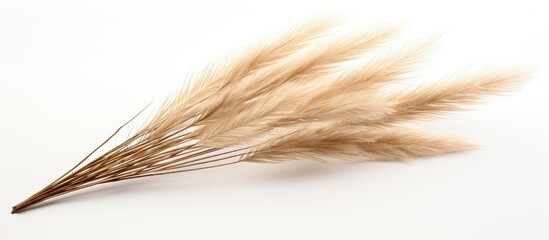 A lone pampas grass branch against a white backdrop.
