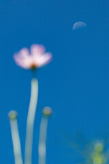 코스모스의 희망이 되는 하얀 반달