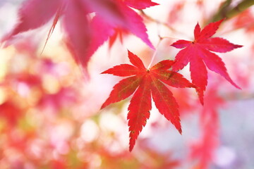 美しい秋の紅葉