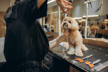Maltipoo haircut at the grooming salon.