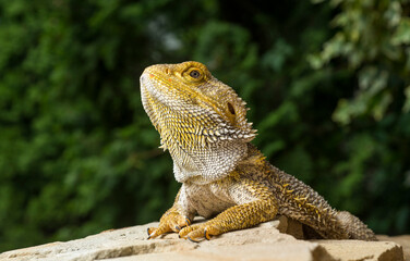 beautiful lizard bearded dragon close-up