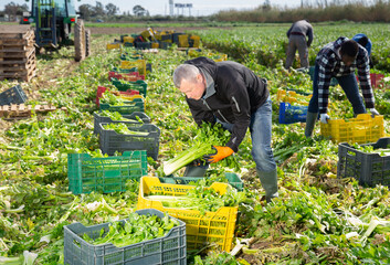 Skilled adult farm worker arranging freshly harvested green celery in crates on plantation