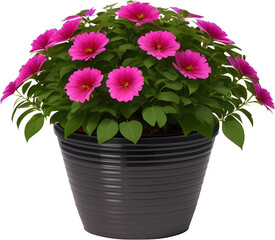 Flowers vase decoration plant planted in a pot on a white PNG background	