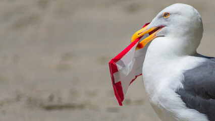 Carrying the Essentials: A seagull grabs and carries a bag of essentials for a day at the beach...