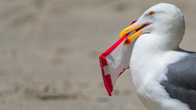Carrying the Essentials: A seagull grabs and carries a bag of essentials for a day at the beach with space for copy