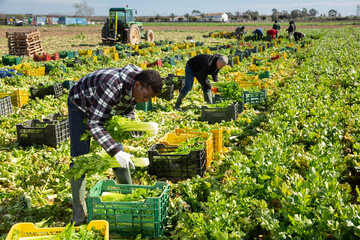 African American farmer working on vegetable plantation, putting freshly harvested organic celery...