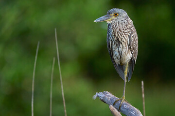 Juvenile yellow-crowned night heron posing on a branch in the pond.
