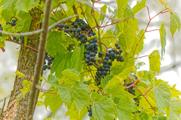Wild grape. The  riverbank grape or frost grape (Vitis riparia) is a vine indigenous to North America.