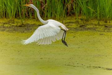 The great egret (Ardea alba) in flight. This bird also known as the common egret, large egret, or  great white egret or great white heron.