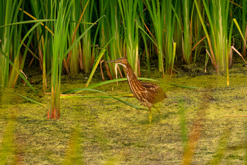 The American bittern (Botaurus lentiginosus). Young bird in the Horicon marsh