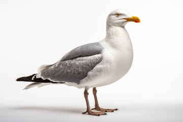 Obraz premium seagull, blank for design. Bird close-up. Background with place for text