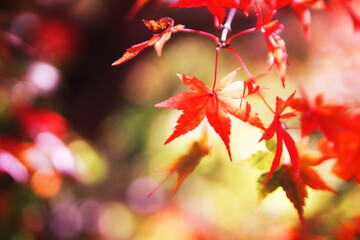 鮮やかな秋の紅葉