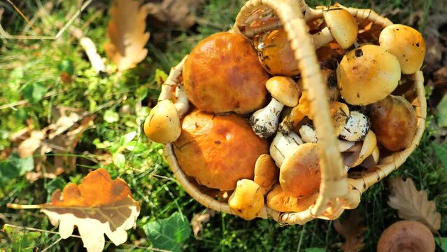 Basket of mushrooms in sunny autumn forest.oak leaf falls to the ground next to a basket of mushrooms. 4k footage