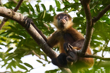Young howler monkey in the jungle canopy looking for food in Costa Rica.