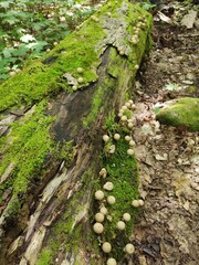 Champignons sauvages.