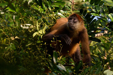 Howler monkey looking for food in the Costa Rican jungle canopy early in the morning.