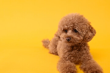 Cute Maltipoo dog on orange background, space for text. Lovely pet