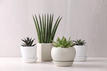 Beautiful succulent plants in pots on white wooden table