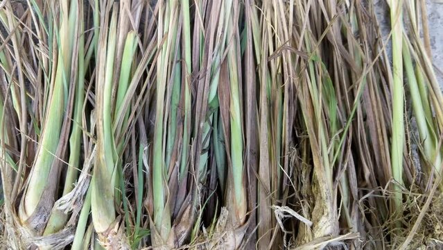 Cymbopogon citratus or indian lemon grass, serai plant leaves, can be used for medicine or cooking ingredients, left to right pan shot