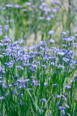 meadow of blue eyed grass
