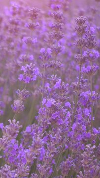 Vertical video of beautiful lavender field. Violet meadow