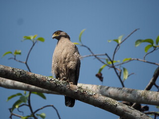 Crested Serpent-Eagle in natural habitat