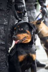 A military dog is seen during the celebration of Brazilian independence in the city of Salvador, Bahia.
