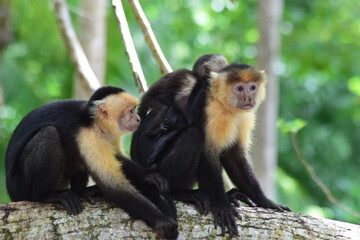 mono capuchino o mono cara blanca