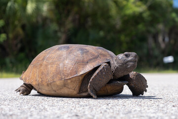 Endangered turtle walking on highway pavement. Wild Gopher Tortoise crossing rural road in Florida,...