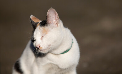Portrait of a white and black cat sitting on the ground.