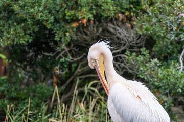 のんびりくつろぐモモイロペリカン