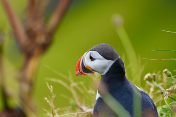 Colorful close up of puffins standing on a grassy field