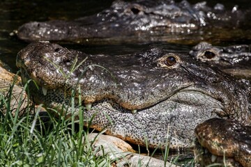 alligator in the water