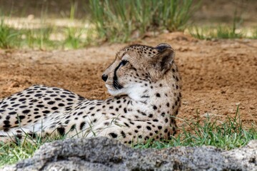 cheetah on the grass