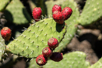 Prickly pear cactus