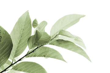 Custard Apple green leaves pastel color isolated on white background.