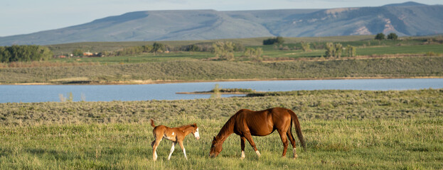 Horse and Colt © Chris