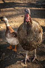 Turkey for thanksgiving