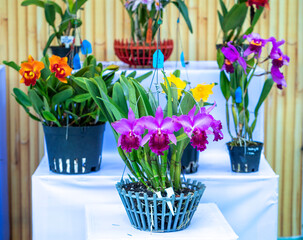 Cattleya Labiata flowers bloom in the spring sunshine, a rare forest orchid decorated in tropical gardens 2023