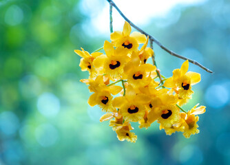 Dendrobium aphyllum orchids flowers bloom in spring lunar new year 2023 adorn the beauty of nature,...