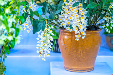 Dendrobium aphyllum orchids flowers bloom in spring lunar new year 2023 adorn the beauty of nature,...