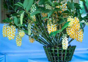 Dendrobium aphyllum orchids flowers bloom in spring lunar new year 2023 adorn the beauty of nature,...