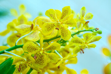 Dendrobium aphyllum orchids flowers bloom in spring lunar new year 2023 adorn the beauty of nature,...