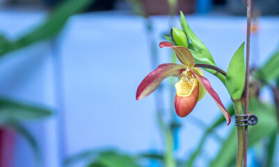 Paphiopedilum orchids flowers bloom in spring lunar new year 2023 adorn the beauty of nature, a rare wild orchid decorated in tropical gardens - obrazy, fototapety, plakaty
