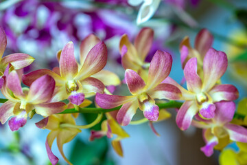 Dendrobium aphyllum orchids flowers bloom in spring lunar new year 2023 adorn the beauty of nature, a rare wild orchid decorated in tropical gardens