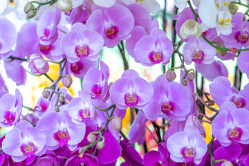 Phalaenopsis orchids flowers bloom in spring lunar new year 2023 adorn the beauty of nature, a rare wild orchid decorated in tropical gardens 