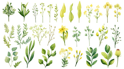 Set watercolor elements of pink roses; collection garden flowers; leaves; branches. Botanic Wedding floral design. Collection of greenery leaf plant forest herbs tropical leaves.