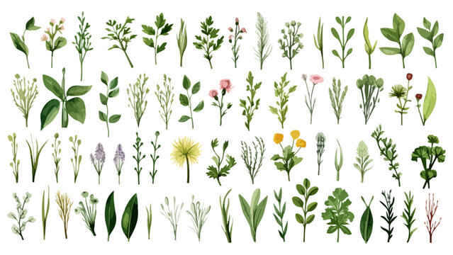 Set watercolor elements of pink roses; collection garden flowers; leaves; branches. Botanic Wedding floral design. Collection of greenery leaf plant forest herbs tropical leaves.